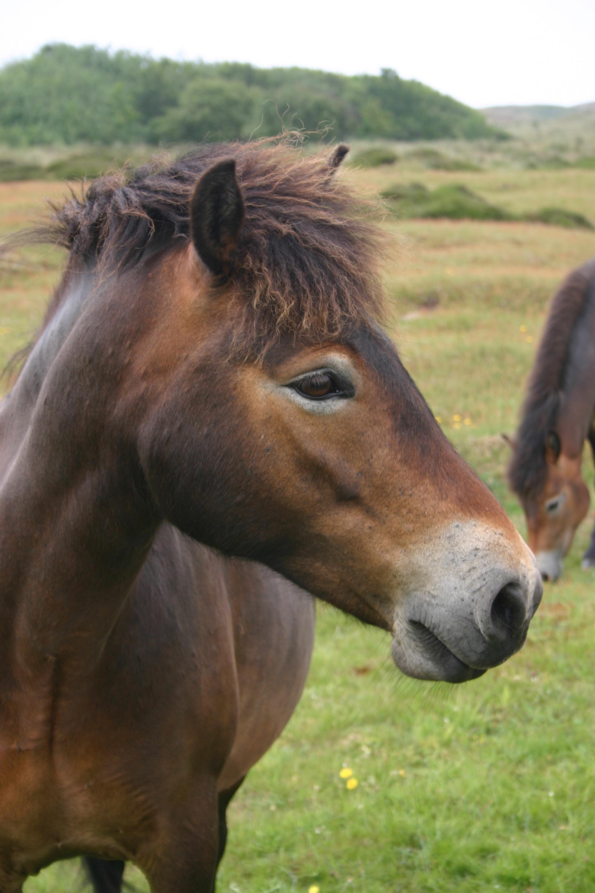 Exmoorponys.JPG