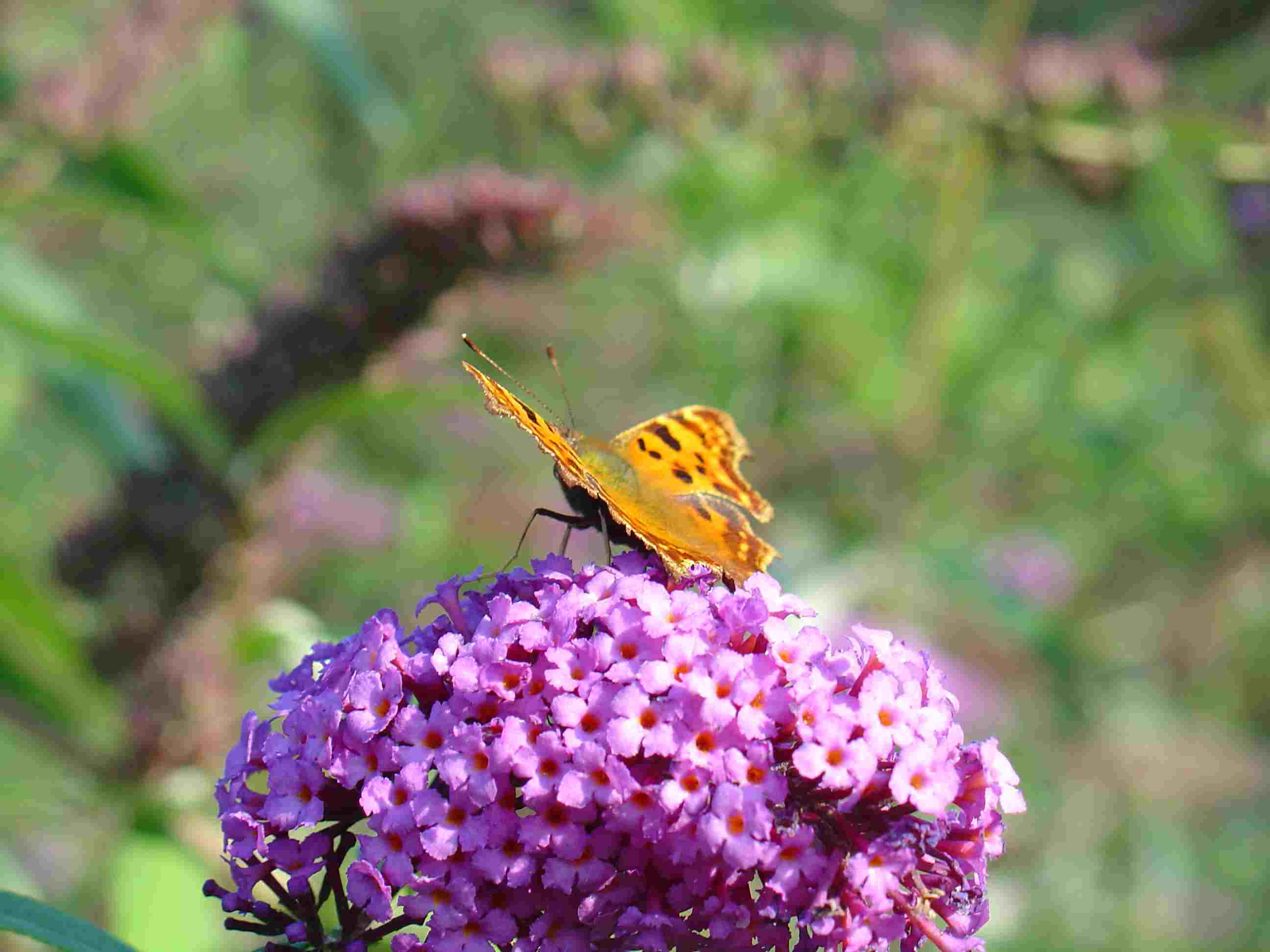 gehakkelde aurelia 2008.jpg